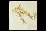 Pair of Fossil Fish (Knightia) - Green River Formation - Wyoming #150365-1